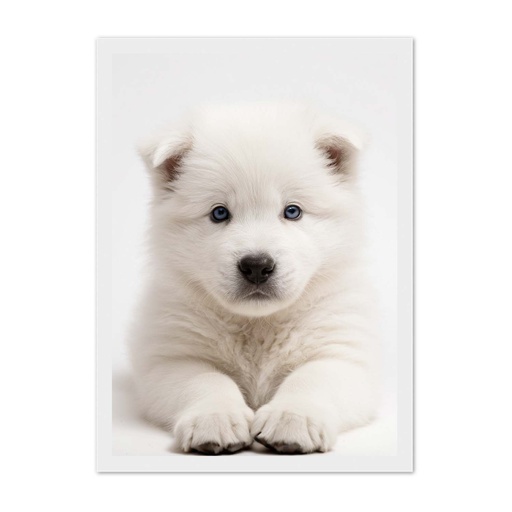 Jack Russell (Kopie)