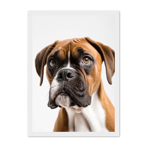 Boxer